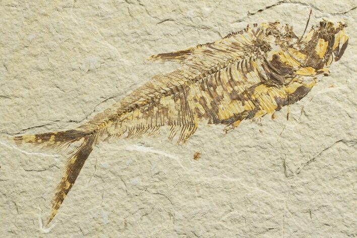 Bargain, Fossil Fish (Diplomystus) - Wyoming #333853